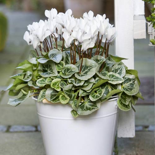 1 pac, Ciclamă Dama F1, albă - Semințe: Mod de ambalare: 10 semințe