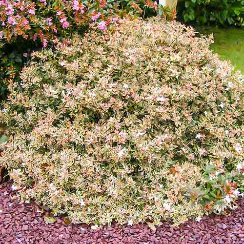 1 buc, Abelia Confetti - Răsaduri: Mod de ambalare: 1 buc