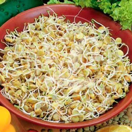 1 pac, Germeni Linte XXL - Semințe: Mod de ambalare: 30 g