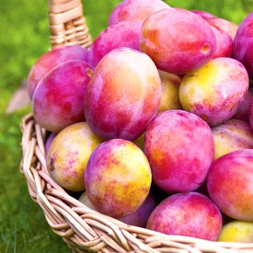 1 buc, Prun Victoria - Puieți: Mod de ambalare: 1 buc