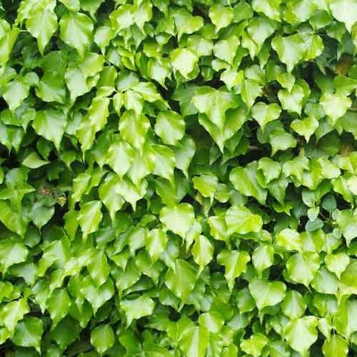 1 saz, Břečťan Green Ripple - : Monžstvo balíkov: 1 saz