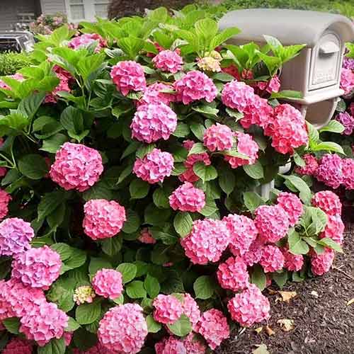 1 saz, Hortenzie velkolistá Freudenstein - : Monžstvo balíkov: 1 saz