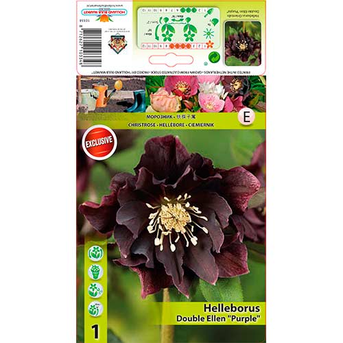 1 cib, Čemeřice (Helleborus) Double Ellen Purple - : Monžstvo balíkov: 1 cib