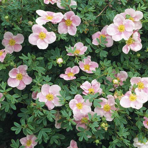 1 saz, Mochna křovitá Princess, C2 - : Monžstvo balíkov: 1 saz