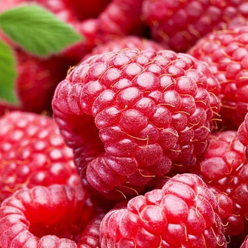 1 saz, Malina Red Gigant - : Monžstvo balíkov: 1 saz