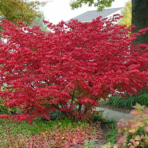 1 saz, Brslen Compactus - : Monžstvo balíkov: 1 saz