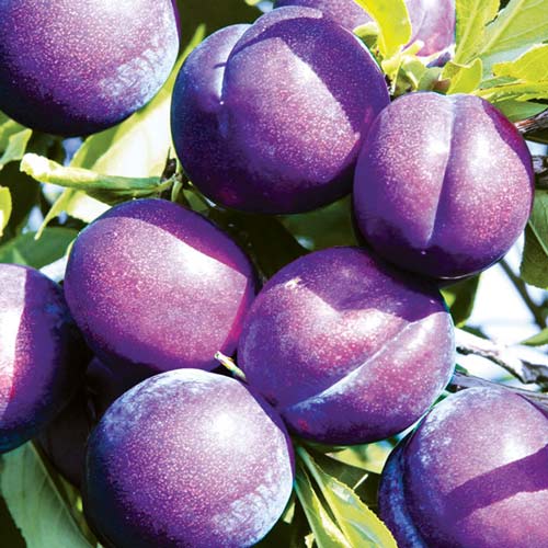 1 db, Szilva Piky Loka - Palánták: Mod de ambalare: 1 db