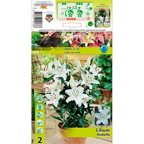 2 db, Liliom Rodolfa - Hagymák: Mod de ambalare: 2 db