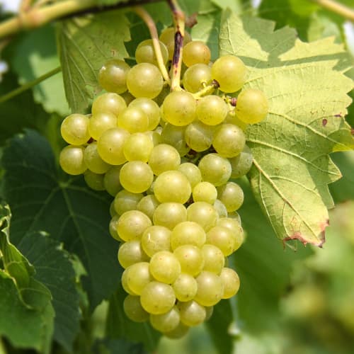 1 db, Szőlő Seneca - Palánták: Mod de ambalare: 1 db