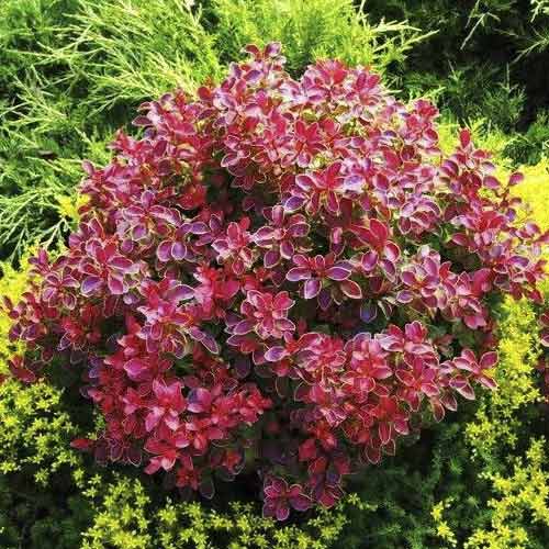 1 db, Borbolya japán Coral PBR, C2 - Palánták: Mod de ambalare: 1 db