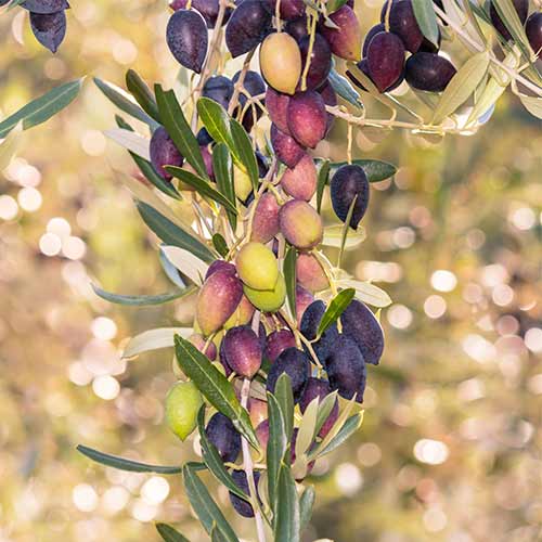 1 db, Olivafa oszlopos (olivabogyó) Arbequina - Palánták: Mod de ambalare: 1 db