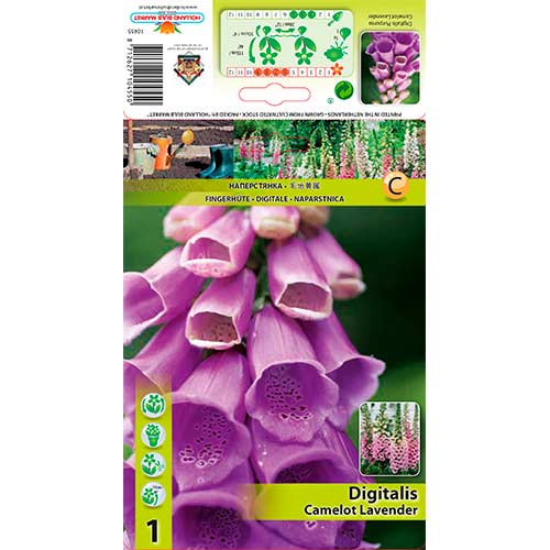 1 db, Gyűszűvirág (Digitalis) Camellot Lavender - Évelő: Mod de ambalare: 1 db