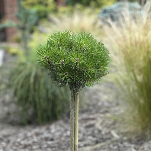 1 db, Feketefenyő Merci PBR, C5 - Palánták: Mod de ambalare: 1 db