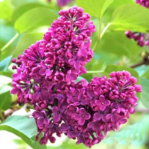 1 db, Orgona Charles Joly - Palánták: Mod de ambalare: 1 db