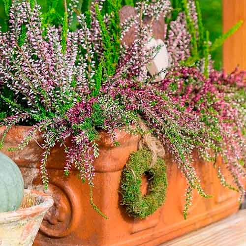 1 db, Közönséges hanga Trio Girls Hilda/Elisa/Amethyst - Palánták: Mod de ambalare: 1 db