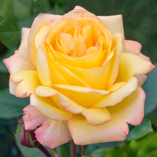 1 Pflanze(n), Großblütige Rose Yellow Wonder - Setzlinge: Ilość w opakowaniu: 1 Pflanze(n)