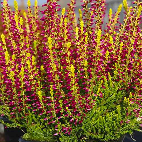 1 Pflanze(n), Besenheide Zoe - Setzlinge: Ilość w opakowaniu: 1 Pflanze(n)