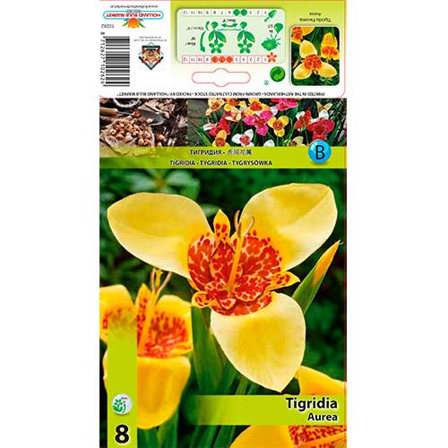 8 Stück, Tigerblume Aurea - Zwiebeln: Ilość w opakowaniu: 8 Stück