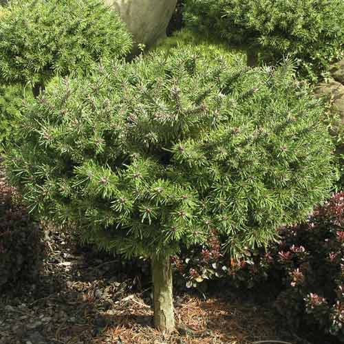 1 Pflanze(n), Himalaya-Kiefer Paradekissen, C4 - Setzlinge: Ilość w opakowaniu: 1 Pflanze(n)