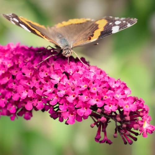 1 Pflanze(n), Buddleia Royal Red, P9 - Setzlinge: Ilość w opakowaniu: 1 Pflanze(n)