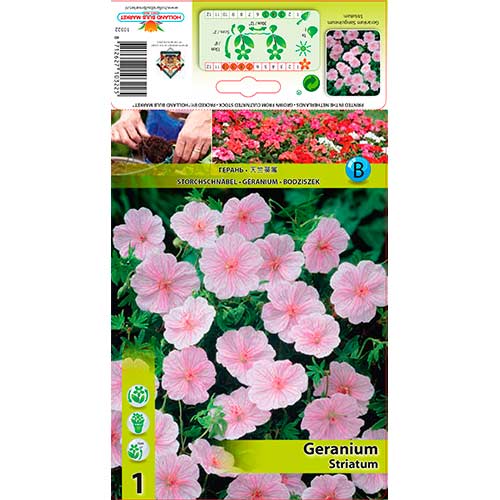 1 Stück, Geranie Striatum - Stauden: Ilość w opakowaniu: 1 Stück
