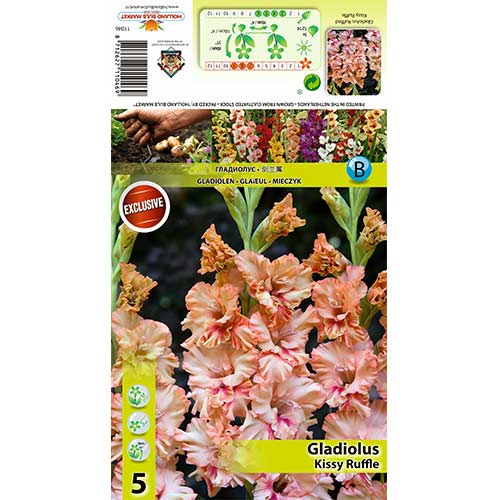5 Stück, Großblumige Gladiole Kissy Ruffle - Zwiebeln: Ilość w opakowaniu: 5 Stück