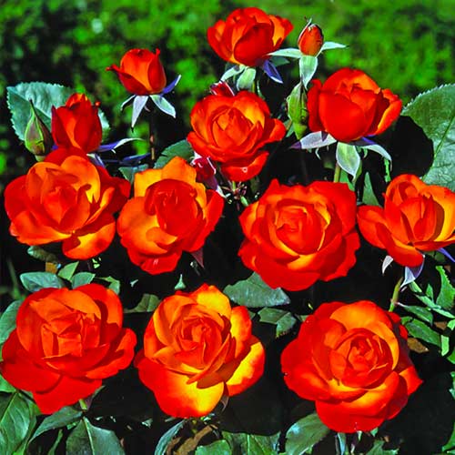 1 Pflanze(n), Strauchrose Rose Tempi Moderni - Setzlinge: Ilość w opakowaniu: 1 Pflanze(n)