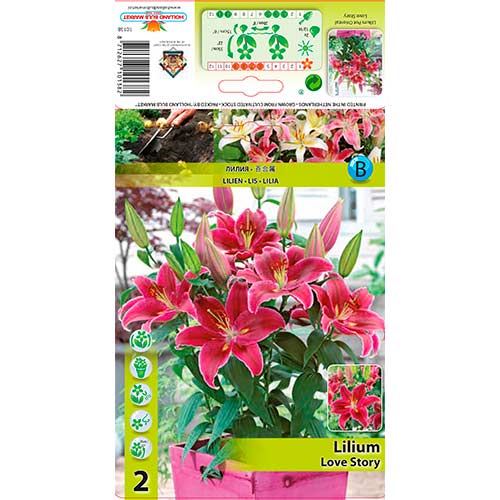 2 Stück, Orientalische Lilie Love Story - Zwiebeln: Ilość w opakowaniu: 2 Stück