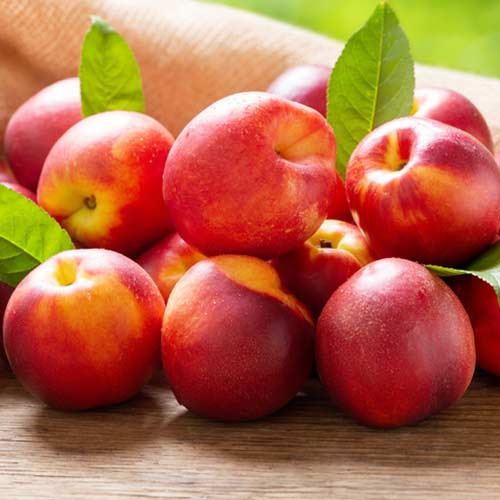 1 Pflanze(n), Nektarine Rafale - Setzlinge: Ilość w opakowaniu: 1 Pflanze(n)