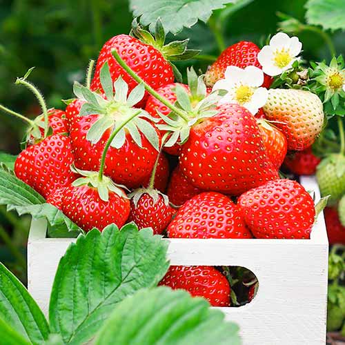 5 Setzling(e), Erdbeeren Romina - Setzlinge: Ilość w opakowaniu: 5 Setzling(e)