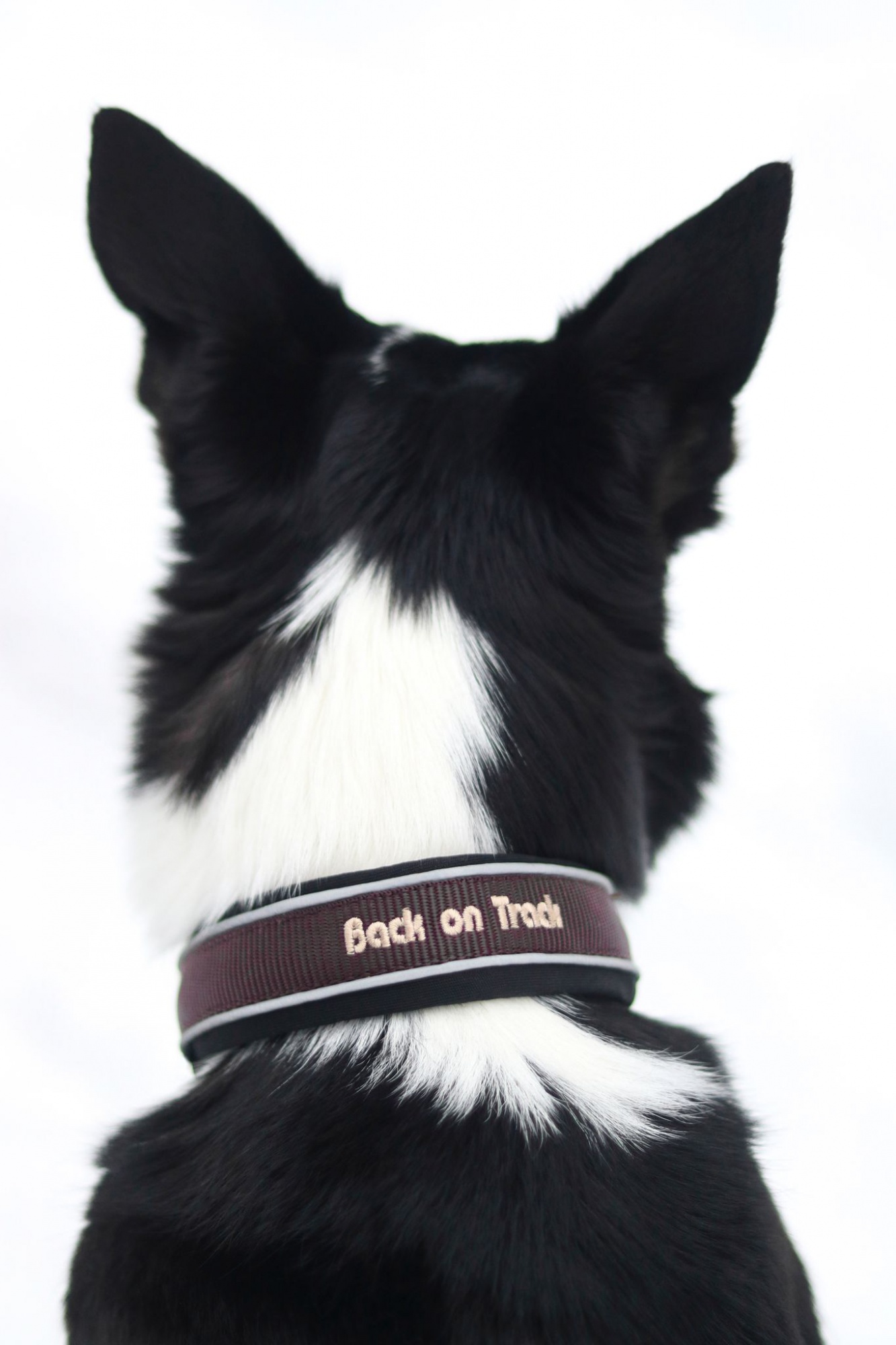 Back on Track obroża dla psa Charlie