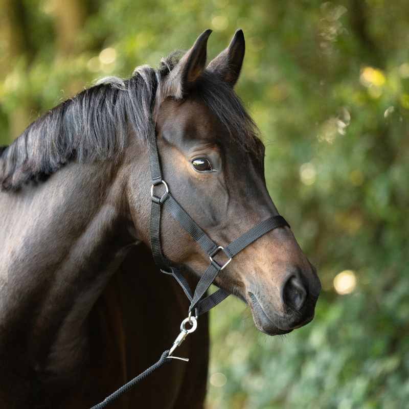 Kavalkade kantar Simple 24h