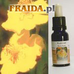 Posłonek kutnerowaty - Odwaga