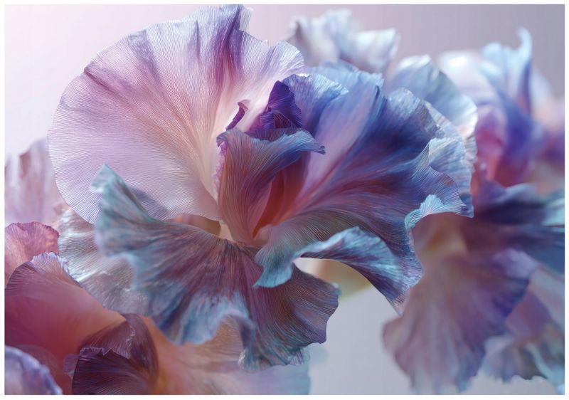 Fototapeta WALLARENA Do Sypialni Salonu Na Flizelinie Kwiaty Akwarela Abstrakcja Fioletowy 350x250 cm 16277VX7 1 szt.