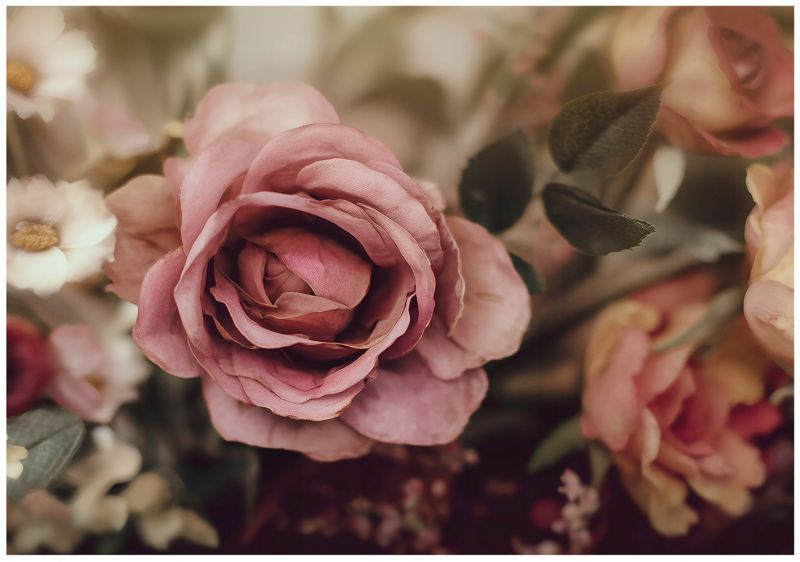 Fototapeta WALLARENA Do Sypialni Salonu Na Flizelinie Kwiaty Róże Natura 250x175 cm 1 szt.