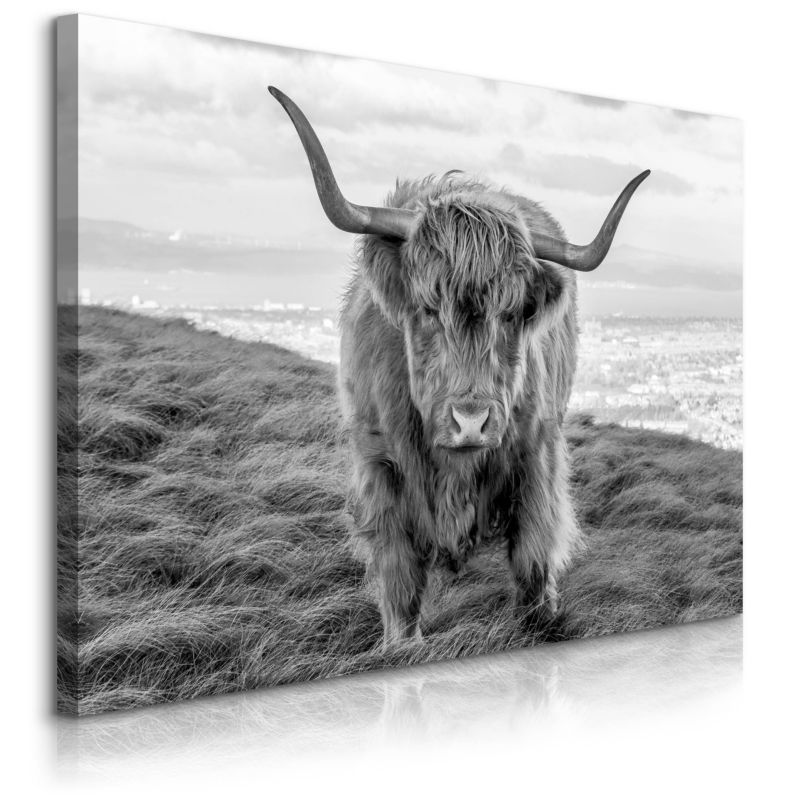 Obraz Muralo Na Płótnie Krowa Szkocka Czarno-Biały Pejzaż Natura Zwierzęta 70x50 cm 1 szt.