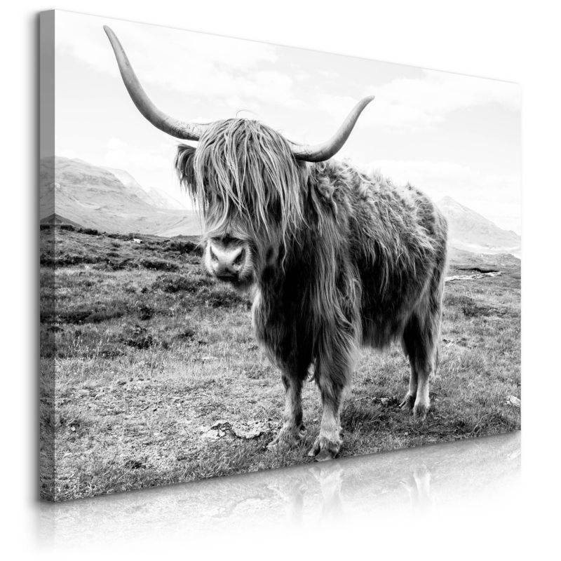 Obraz Muralo Do Salonu Krowa Szkocka Krajobraz Klify Czarno-Biały Canvas 90x60 cm 1 szt.