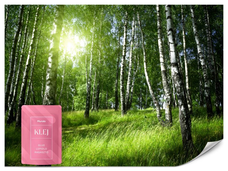 Fototapeta Muralo Las Brzozowy Natura 300x210 cm 1szt.