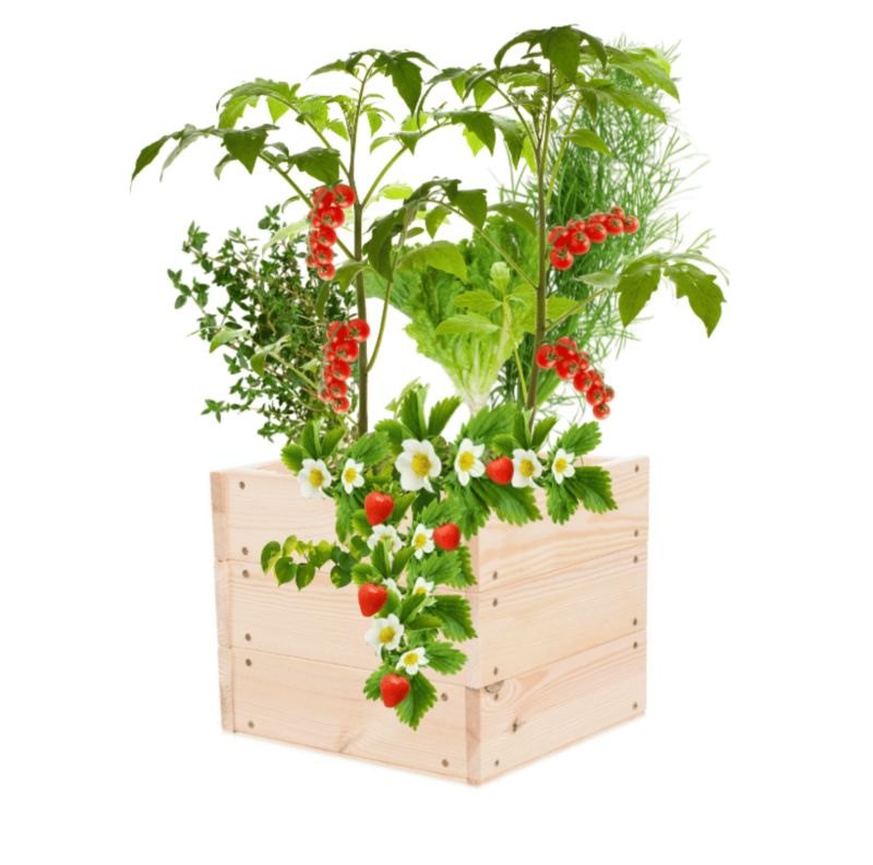 Donica na warzywa MODO24 inspekt impregnowana przeźroczysta 27x33x30 cm 1 szt.