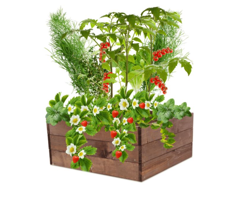 Grządka MODO24 warzywnak brązowa impregnacja 27x63x60 cm 1 szt.