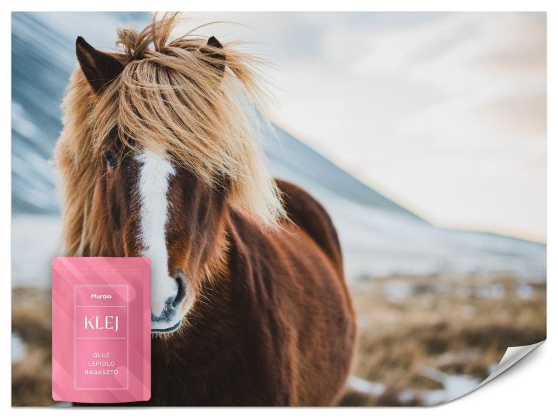 Fototapeta Muralo Portret Islandzkiego Dzikiego Konia 150x105 cm 1szt.