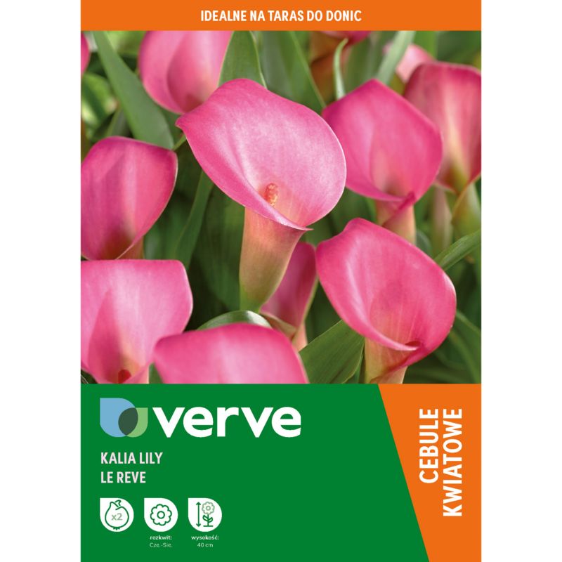 Cebulki kwiatowe Kalia La reve 2 szt.
