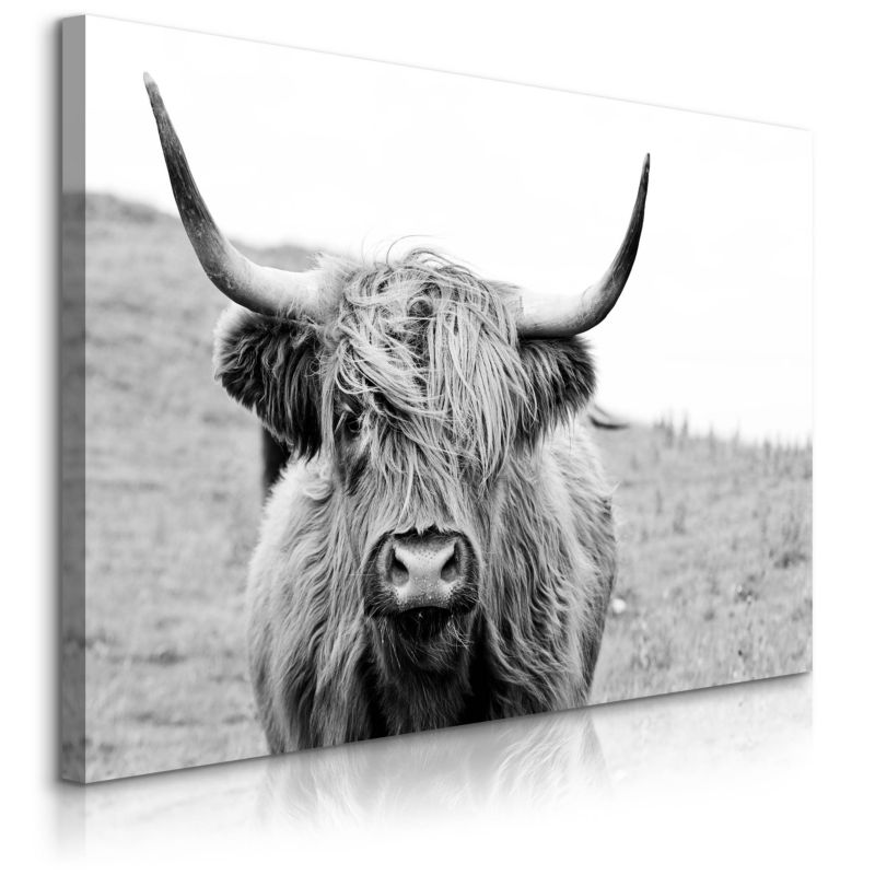Obraz Muralo Krowa Szkocka Czarno-Biały Krajobraz Natura Polana 40x30 cm 1 szt.