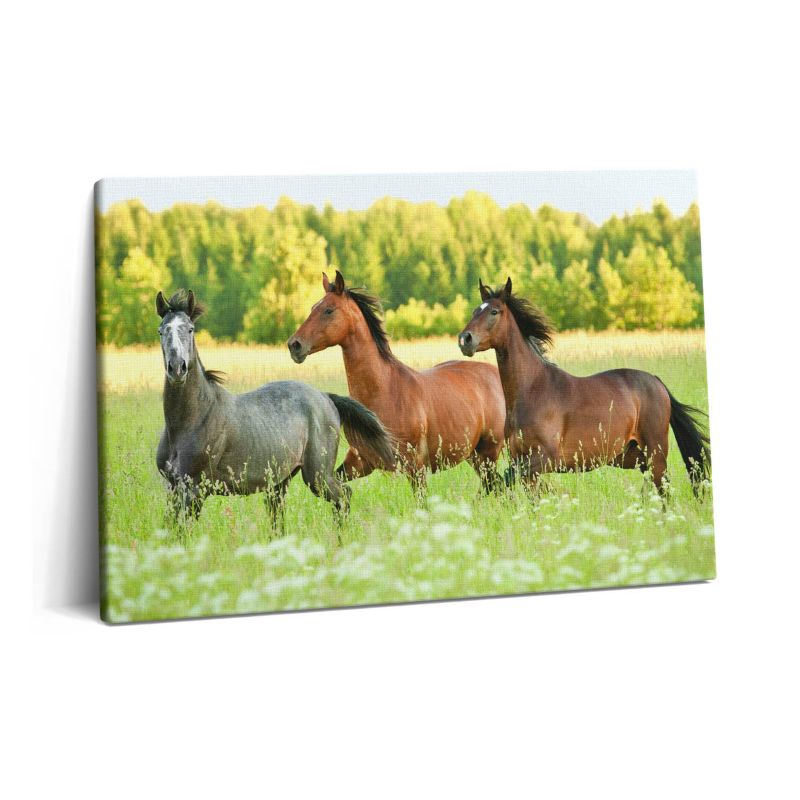 Obraz na płótnie Wallfluent 60x40 cm Konie rumaki na łące 1 szt.