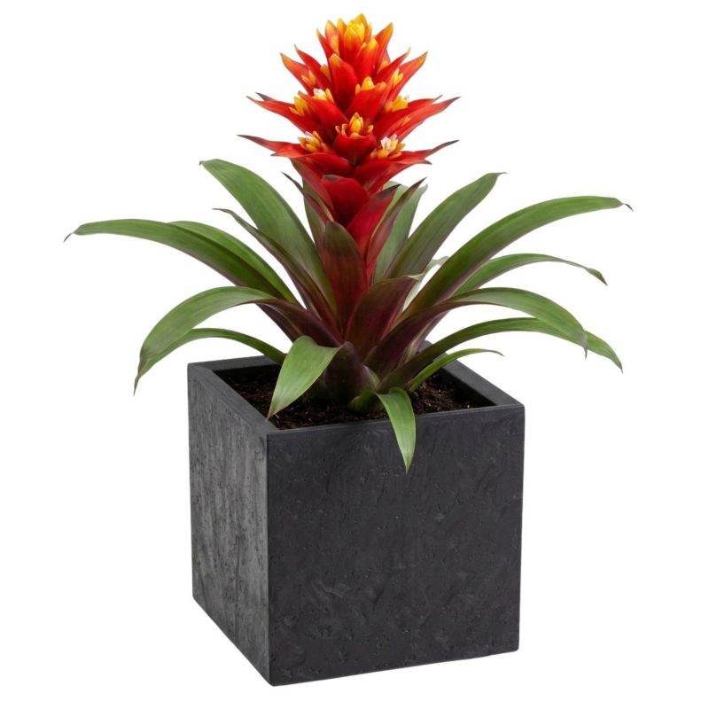 Donica na kółkach Betonique HowHomely czarny tworzywo sztuczne 30x30x30 cm 1 szt.