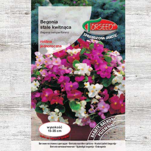 1 szt, Begonia stale kwitnąca, jasnoamarantowa - Nasiona: Ilość w opakowaniu: 0.05 g