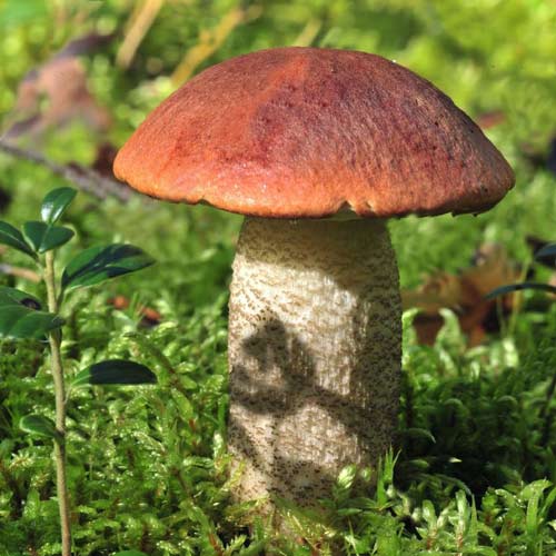 1 szt, Koźlarz Czerwony - Grzybnia: Ilość w opakowaniu: 60 ml