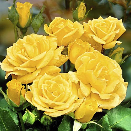 1 sadz, Róża rabatowa Friesia - Sadzonki: Ilość w opakowaniu: 1 sadz