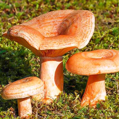 1 szt, Mleczaj Rydz - Grzybnia: Ilość w opakowaniu: 60 ml