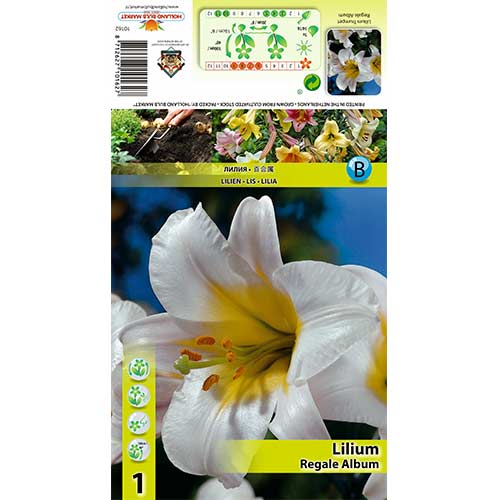 1 szt, Lilia trąbkowa Regale Album - Cebule: Ilość w opakowaniu: 1 szt.